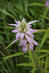 Spotted Beebalm (Monarda punctata) at Peter Knippel Garden Centre
