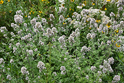 Catnip (Nepeta cataria) at Peter Knippel Garden Centre