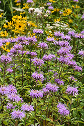 Wild Beebalm (Monarda fistulosa) at Peter Knippel Garden Centre