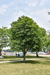 Ohio Buckeye (Aesculus glabra) at Peter Knippel Garden Centre