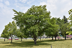 Northern Empress Japanese Elm (Ulmus davidiana 'Burgundy Glow') at Lakeshore Garden Centres