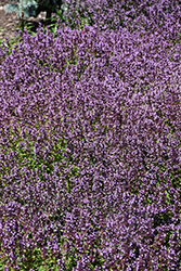 Lemon Thyme (Thymus x citriodorus) at Lakeshore Garden Centres