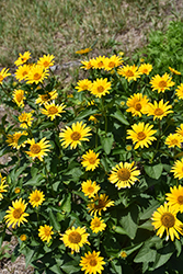 False Sunflower (Heliopsis helianthoides) at Peter Knippel Garden Centre