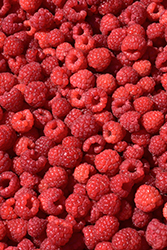 Joan J Raspberry (Rubus 'Joan J') at Lakeshore Garden Centres