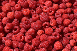 Nova Raspberry (Rubus 'Nova') at Green Thumb Garden Centre