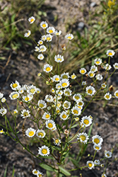 Prairie Fleabane (Erigeron strigosus) at Lakeshore Garden Centres