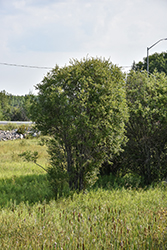 Bebb Willow (Salix bebbiana) at Lakeshore Garden Centres