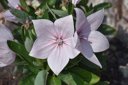 Astra Pink Balloon Flower (Platycodon grandiflorus 'Astra Pink') at Peter Knippel Garden Centre