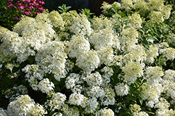 Bobo Hydrangea (Hydrangea paniculata 'ILVOBO') at Peter Knippel Garden Centre