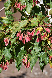 Flame Amur Maple (Acer ginnala 'Flame') at Peter Knippel Garden Centre