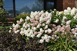 Bobo Hydrangea (Hydrangea paniculata 'ILVOBO') at Peter Knippel Garden Centre