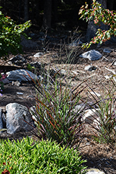 Hot Rod Switch Grass (Panicum virgatum 'Hot Rod') at Golden Acre Home & Garden