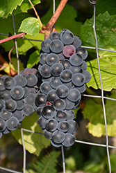 Beta Grape (Vitis 'Beta') at Peter Knippel Garden Centre