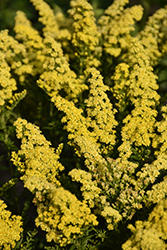 Little Lemon Goldenrod (Solidago 'Dansolitlem') at Lakeshore Garden Centres