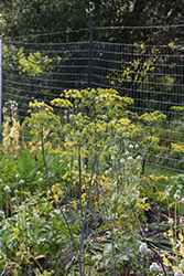 Dill (Anethum graveolens) at Peter Knippel Garden Centre