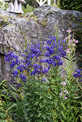 Common Monkshood (Aconitum napellus) at Green Thumb Garden Centre