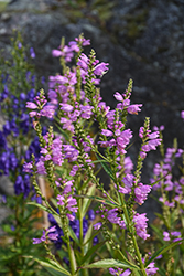 Vivid Obedient Plant (Physostegia virginiana 'Vivid') at Lakeshore Garden Centres