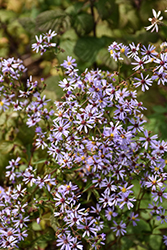 Blue Wood Aster (Symphyotrichum cordifolium) at Green Thumb Garden Centre
