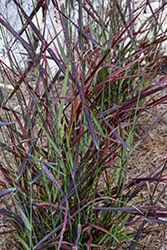 Hot Rod Switch Grass (Panicum virgatum 'Hot Rod') at Golden Acre Home & Garden