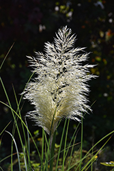 Pumila Pampas Grass (Cortaderia selloana 'Pumila') at Lakeshore Garden Centres