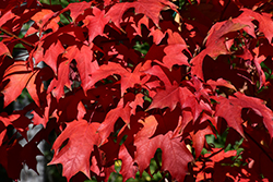 Powder Keg Sugar Maple (Acer saccharum 'Whit XLIX') at Lakeshore Garden Centres