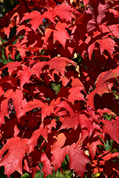 Flashfire Sugar Maple (Acer saccharum 'JFS-Caddo2') at Lakeshore Garden Centres