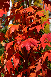 Autumn Fest Sugar Maple (Acer saccharum 'JFS-KW8') at Lakeshore Garden Centres