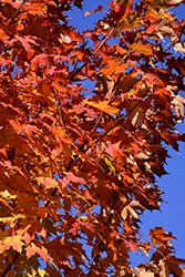 Harvest Moon Sugar Maple (Acer saccharum 'Sandersville') at Lakeshore Garden Centres