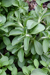 Sweetleaf (Stevia rebaudiana) at Lakeshore Garden Centres