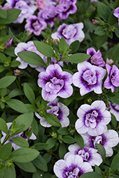 MiniFamous Double PlumTastic Calibrachoa (Calibrachoa 'MiniFamous Double Plumtastic') at Lakeshore Garden Centres