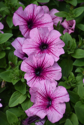 CannonBall Rose Vein Petunia (Petunia 'Balcannosv') at Lakeshore Garden Centres
