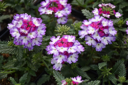 Wicked Mad Magenta Verbena (Verbena 'Wicked Mad Magenta') at Lakeshore Garden Centres