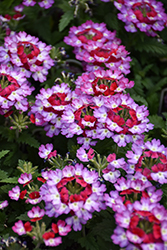 Lascar Purple+White Verbena (Verbena 'KLEVP21048') at Lakeshore Garden Centres