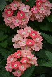 Empress Flair Peach Verbena (Verbena 'Empress Flair Peach') at Lakeshore Garden Centres