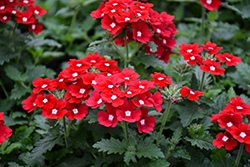 Empress Flair Dark Red Charme Verbena (Verbena 'Empress Flair Dark Red Charme') at Lakeshore Garden Centres