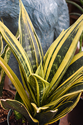 Golden Flame Snake Plant (Sansevieria trifasciata 'Golden Flame') at Lakeshore Garden Centres