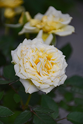 Kordana Alaska Rose (Rosa 'KORpot044') at Lakeshore Garden Centres