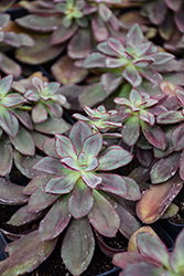 Maruba Benitsukasa Painted Echeveria (Echeveria nodulosa 'Maruba Benitsukasa') at Lakeshore Garden Centres