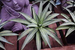 Frosted Elegance Mangave (Mangave 'Frosted Elegance') at Lakeshore Garden Centres