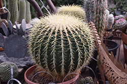 Golden Barrel Cactus (Echinocactus grusonii) at Golden Acre Home & Garden