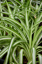 Variegated Spider Plant (Chlorophytum comosum 'Variegatum') at Lakeshore Garden Centres