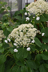 Climbing Hydrangea (Hydrangea anomala 'var. petiolaris') at Green Thumb Garden Centre