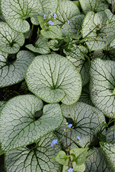 Sterling Silver Bugloss (Brunnera macrophylla 'Sterling Silver') at Peter Knippel Garden Centre