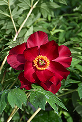 Scarlet Heaven Itoh Peony (Paeonia 'Scarlet Heaven') at Peter Knippel Garden Centre