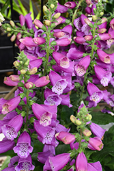 Dalmatian Purple Foxglove (Digitalis purpurea 'Dalmatian Purple') at Peter Knippel Garden Centre