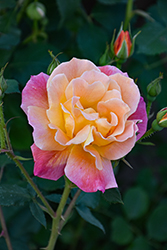 Joseph's Coat Rose (Rosa 'Joseph's Coat') at Lakeshore Garden Centres