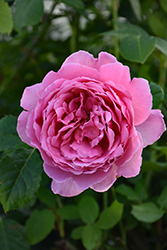 Harlow Carr Rose (Rosa 'Aushouse') at Lakeshore Garden Centres