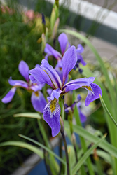 Purple Flame Blue Flag Iris (Iris versicolor 'Purple Flame') at Peter Knippel Garden Centre