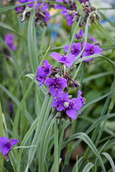 Concord Grape Spiderwort (Tradescantia x andersoniana 'Concord Grape') at Peter Knippel Garden Centre