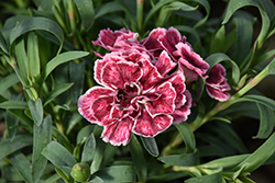 Constant Beauty Crush Burgundy Pinks (Dianthus 'Constant Beauty Crush Burgundy') at Lakeshore Garden Centres
